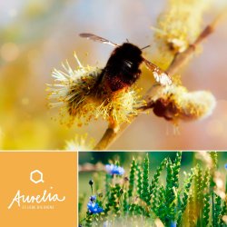 Organisk tannkrem Whitening Powder Eliah Sahil Ginger