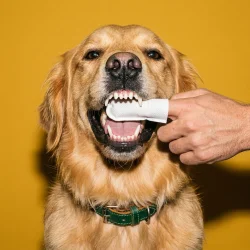 Roofus Dental Finger Wipes med Peanut Butter – tandreng�rande fingerservetter f�r hundar (60 st.)