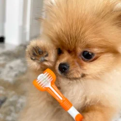 DogsLife Dental Care Kit � komplettes Zahnpasta-Pflegeset für Hunde mit Zahnpasta, dreifacher Zahnbürste und Fingerbürsten