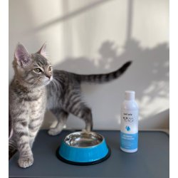 Pet Wiz Dental Water Additive f�r Hunde &amp; Katzen (240 ml)