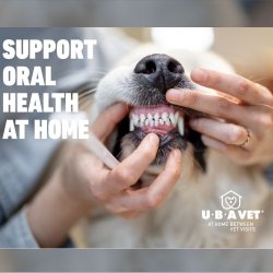 UBAVET Dual Enzyme Tandpasta voor Honden &amp; Katten  Vanille (70 g)