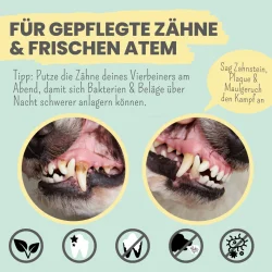 Noms+ Enzymodent Aktiv Zahnpasta-Creme f�r Hunde – enzymbasierte Zahnpflege mit mint und Kamille (75 ml.)