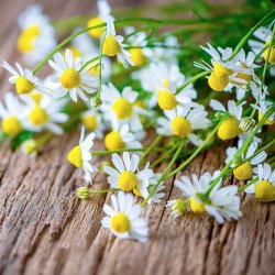 Gel til lindring ved tandfrembrud DENTINOX Gel N 10g