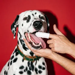 Roofus Dental Finger Wipes Unscented – tandservetter f�r hund (60 st.)