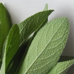 Tandkrm Sensitive Edel+White Osmotonic 75 ml.