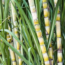 Tepe Soft Tannbrste 3 stk.BRA Kompakt Myk bust